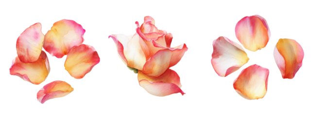 Delicate rose petals on transparent background nature digital art close-up