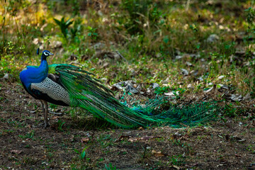 Obraz premium peacock in the wild
