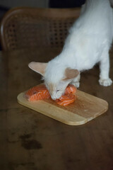Balinesen Katze liebt frischen Lachs