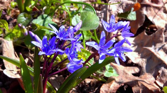 Scilla bifolia, the alpine squill, bees collect nectar and pollen on blue flowers of the bluebell in the forest, Odessa