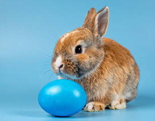 Bunny touching blue Easter egg. Sweet brown Easter bunny gently touching a blue painted egg on a pastel blue background. Minimal spring holiday concept with copy space.