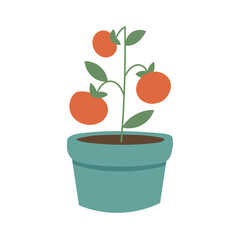 Tomato plant illustration depicting homegrown vegetables, healthy nutrition themes, and backyard farming education content.