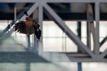 都市空間を旋回するハリスホークの飛翔