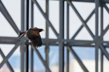 都市構造を背景に飛ぶハリスホークの横姿