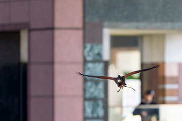 正面から飛来するハリスホークと都市の背景