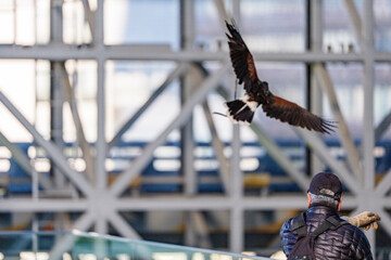 都市の構造物を背景に飛び立つ猛禽と鷹匠の後ろ姿