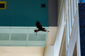 都市の空間を舞う猛禽の飛翔瞬間