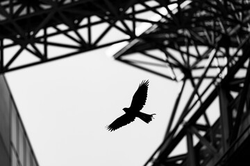 都市構造の中を飛翔する猛禽類のシルエット