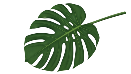 Large Green Leaf with Dark Veins on Black Background
