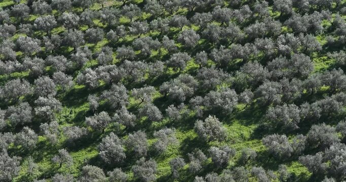 Aerial view of a dense grove of trees, their silvery leaves contrasting beautifully with the verdant ground cover at Vendicari, Sicilia, Italy.