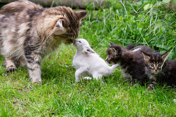 Maine Coon Katze mit ihren Kitten und einem Balinesen Kitten im Garten