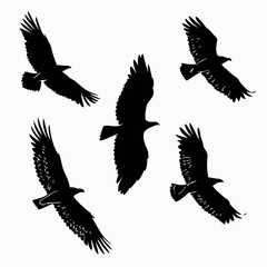 Obraz premium Flying birds silhouettes