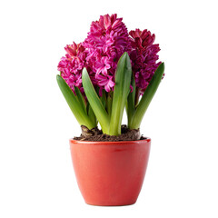 Fototapeta premium Vibrant Pink Hyacinth Flowers in Terracotta Pot Isolated on Transparent Background