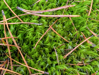 Green moss spreads across the ground. A large mass of sprawling bushes carpets the surface. An autumnal mood after the rain closeup