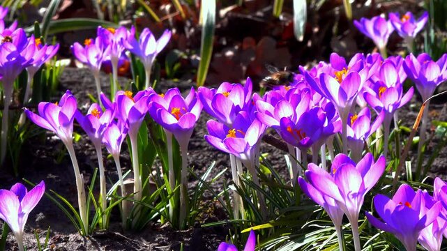 Blooming purple crocus Crocus tommasinianus flowers in the garden, Ukraine