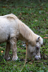 Obraz premium White pony grazing in lush grass: serene rural moment