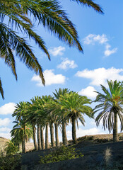 Lanzarote, valley of a thousand palm trees © janvier