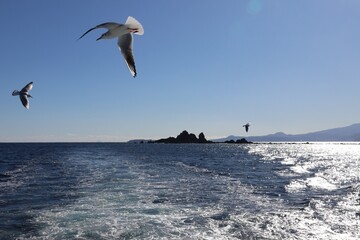 Seascape with seagulls