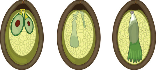 Formation of seed in spruce. Process in spruce from the zygote to seed with embryo