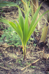 coconut seedlings plantation propagation