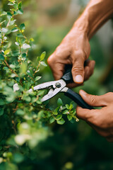 Fototapeta premium Gardener trims green leaves with pruning shears in outdoor setting during afternoon hours