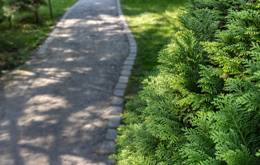 Fototapeta premium green branches of thuja and a path through the park 
