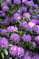 beautiful bush flowers in a European park
