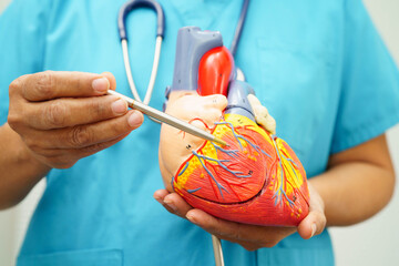 Cardiovascular disease CVD, doctor with heart human model anatomy for treatment patient in hospital.