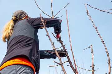 A female gardener trims the upper branches of fruit trees with a power tool against a clear blue sky in a spring garden