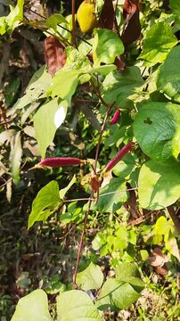 Purple hyacinth bean on vines with green leaves