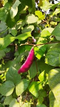 Purple hyacinth bean on vines with green leaves