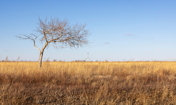 a lonely crooked tree without leaves in an autumn field with yellow grass
