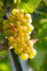 Trauben Ernte Reben Winzer