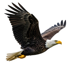 Obraz premium Majestic bald eagle soaring through the air with wings spread wide