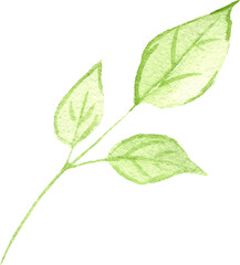 Watercolor green leafy branch illustration