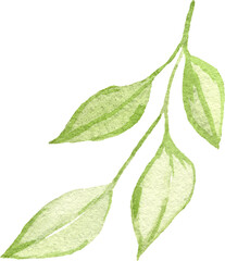 Obraz premium Watercolor green leafy branch illustration