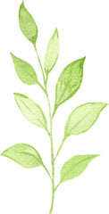 Watercolor green leafy branch illustration
