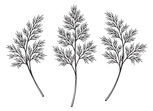 Hand drawn line art dill sprigs set featuring delicate herbs for cooking and decor