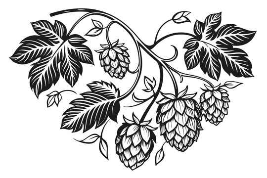  Black and white illustration, heart-shaped composition, detailed hop cones, intricate botanical drawing, beer ingredient art, clustered hops, vine leaves, realistic texture, vintage engraving style