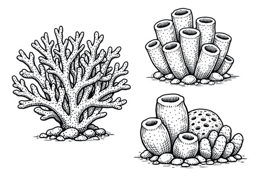 Hand drawn line art marine life set featuring branching coral and various sea sponges for aquatic illustrations