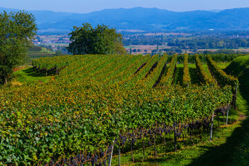 Reben Weinberge Winzer