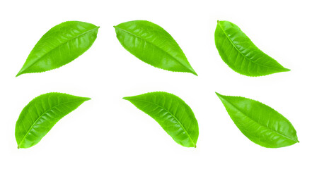 green tea leaf isolated on white background.