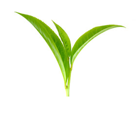 green tea leaf isolated on white background.