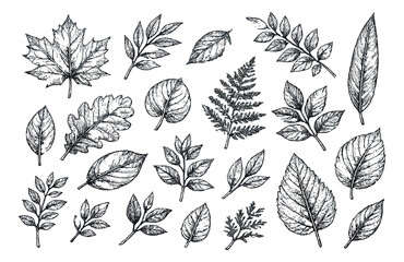 Hand drawn line art leaves and branches set featuring various botanical elements for nature designs