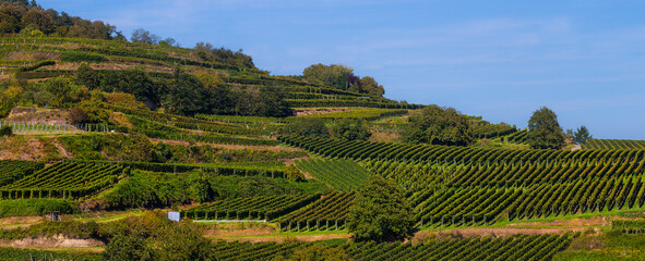 Reben Weinberge Winzer