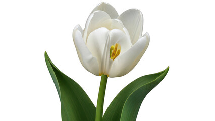 Fototapeta premium White tulip flower isolated on transparent background isolated on transparent background