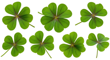 Bright green four-leaf clovers arranged on a transparent background, vibrant shamrocks conveying luck and spring in a clean flat-lay composition