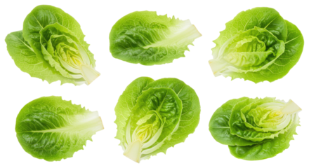 Six fresh romaine (cos) lettuce leaves arranged on a transparent background, crisp bright green salad leaves