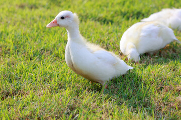 The baby white Duck is eatting in nature garden