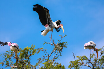 The Painted Stork bird (Mycteria leucocephala) on tree in nature